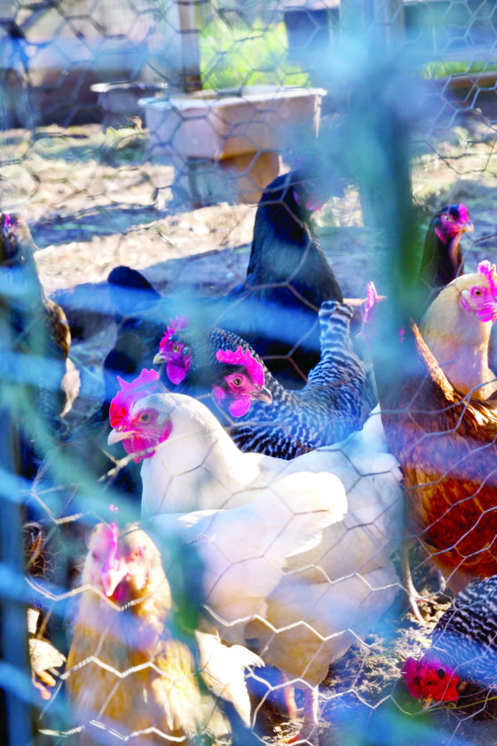 Chocolay chickens OK News, Sports, Jobs The Mining Journal